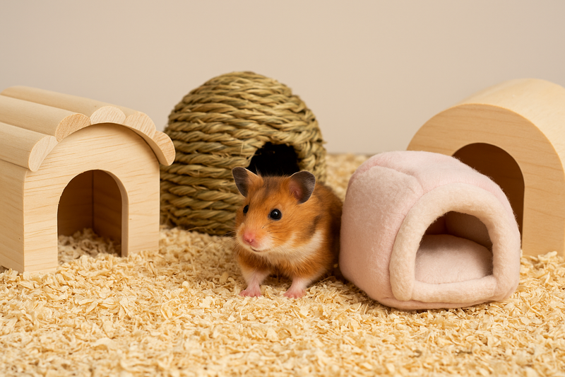 Sovplatser till Hamster