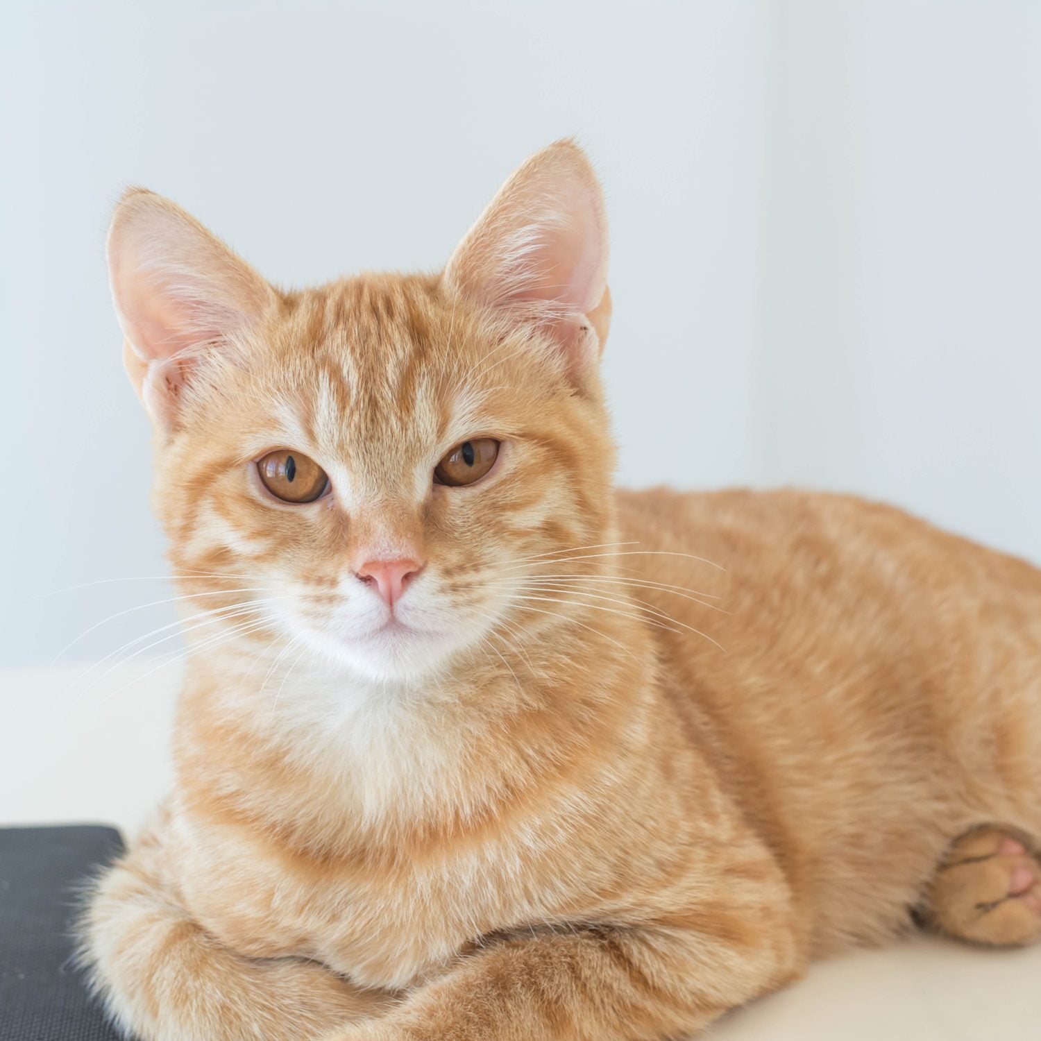 BRIT Care Grain-Free Sensitive Kattfoder