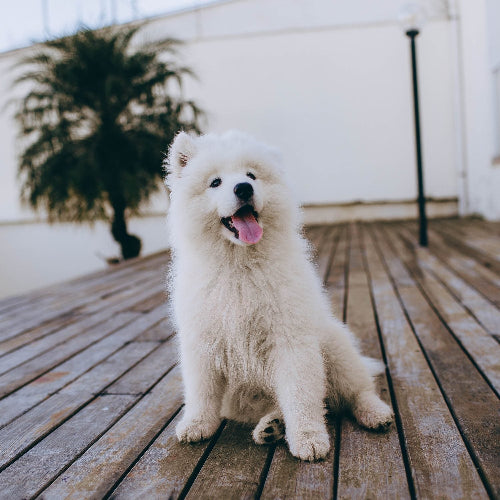 acana pacifica hundfoder med lax och sill rikt på omega 3