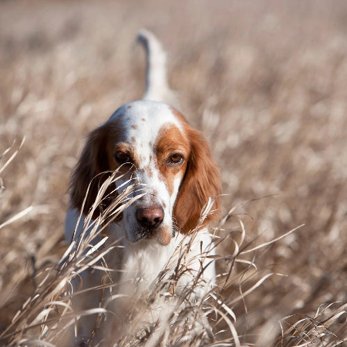 acana adult dog hundfoder kyckling kalkon fisk spannmålsfritt