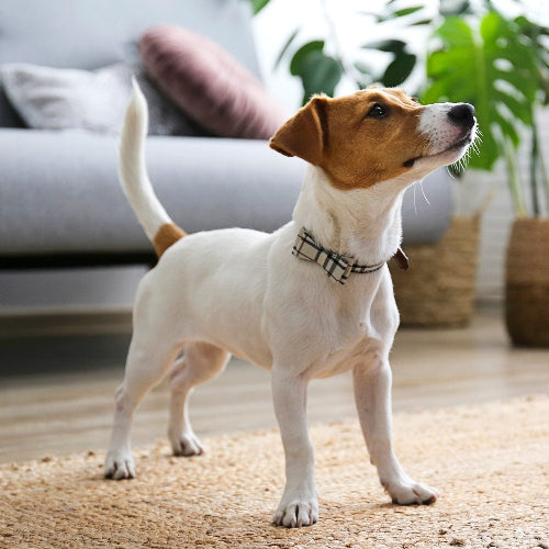 acana adult small breed hundfoder små hundar kyckling baljväxter proteinrikt omega3