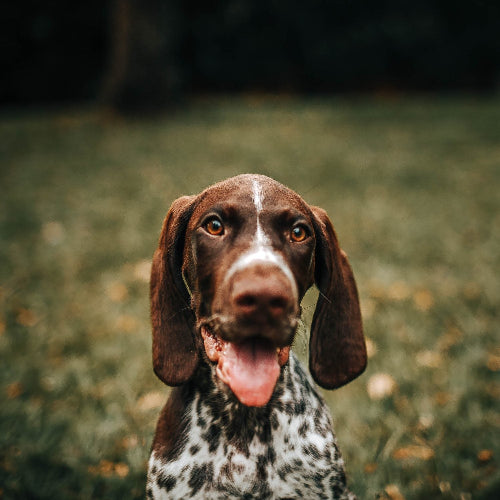 acana classics prairie poultry hundfoder kyckling kalkon