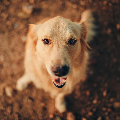 acana hundfoder singles frigående anka hög kötthalt känslig mage