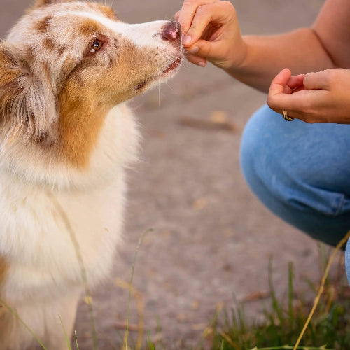 acana light fit recipe hundfoder kyckling baljväxter proteinrikt glukosamin