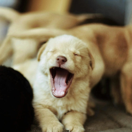 acana puppy recipe spannmålsfritt valpfoder kyckling fisk