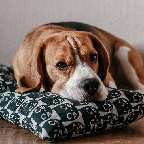 acana senior hundfoder kyckling grönsaker proteinrikt glukosamin naturliga ingredienser