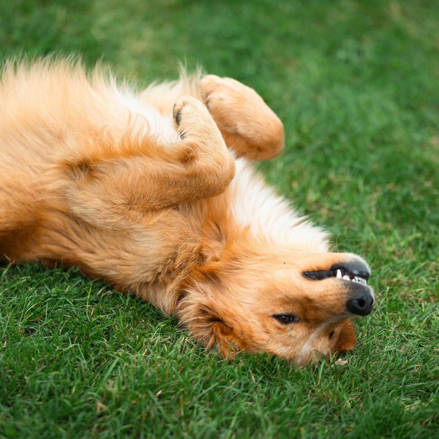 acana singles grass fed lamb lamm grönsaker proteinrikt omega3 