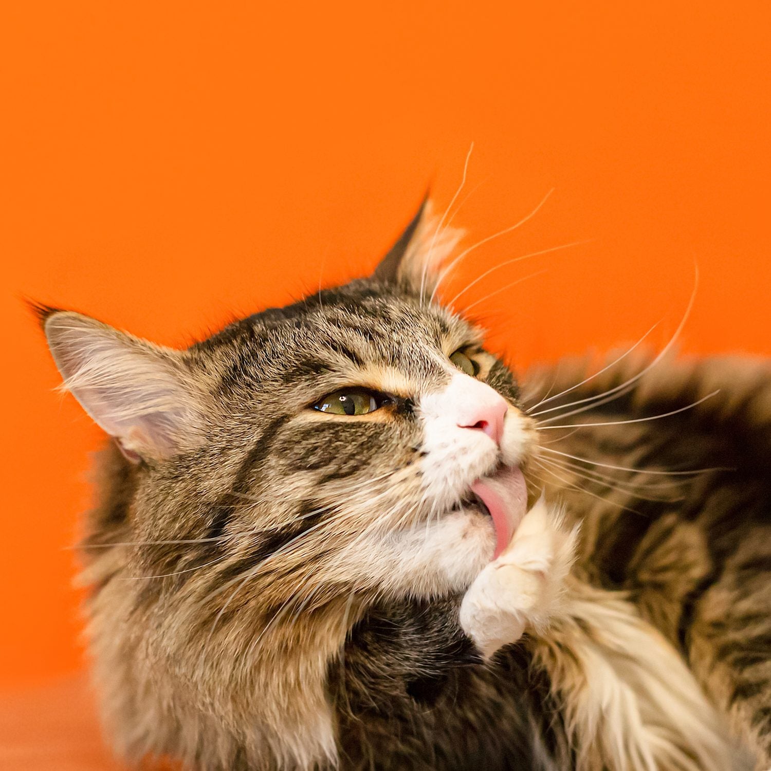 BRIT Care Grain-Free Indoor Anti-stress Kattfoder