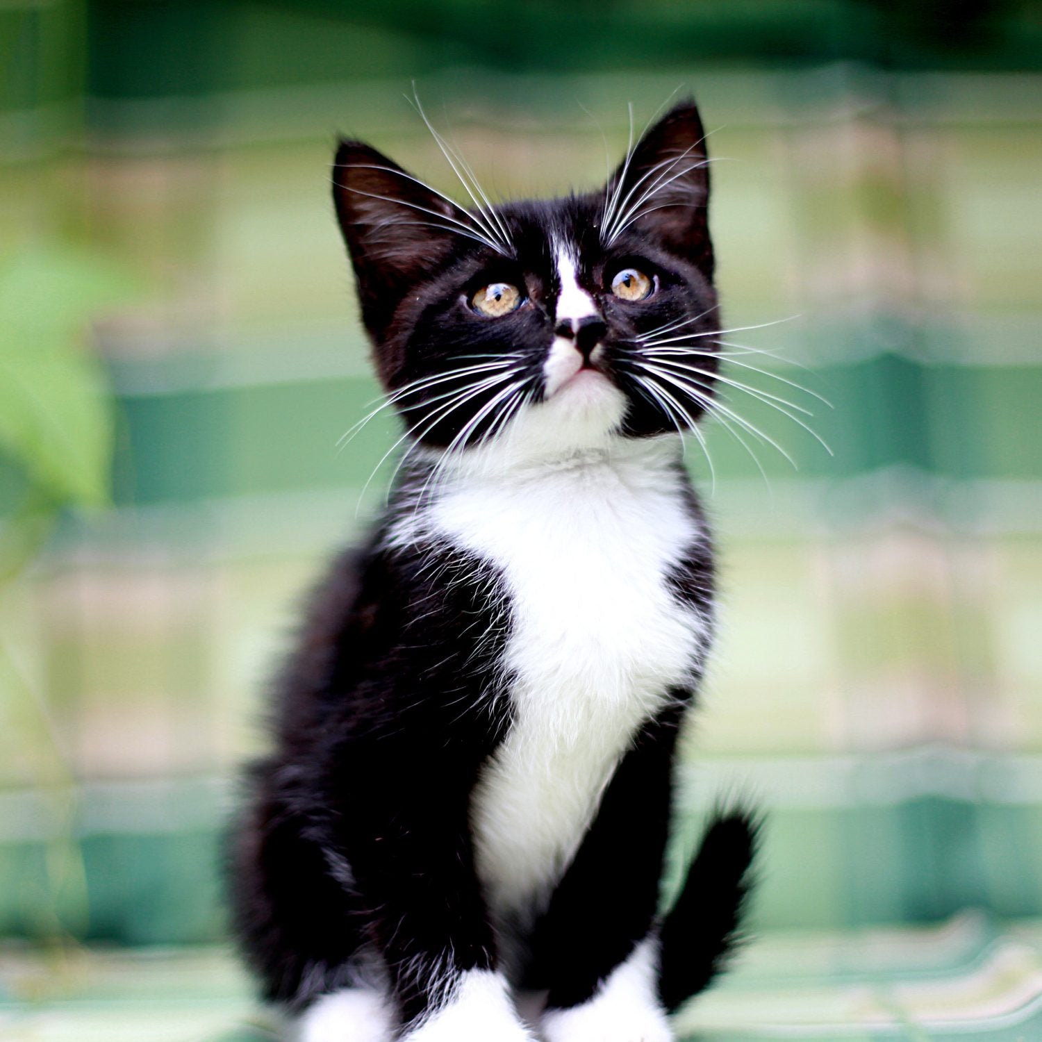 BRIT Care Grain-Free Kitten Healthy Growth & Development Kattfoder