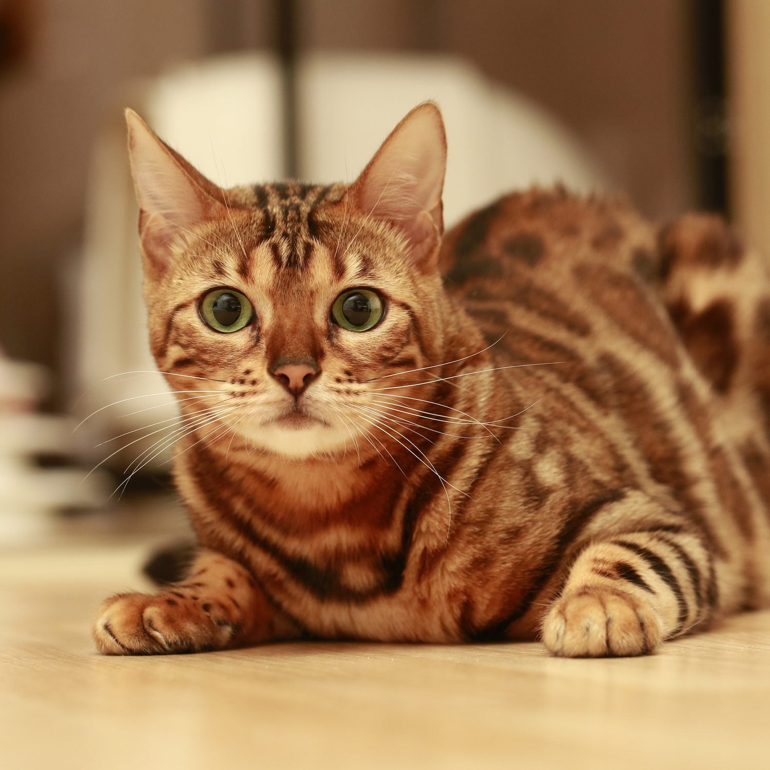 BRIT Care Grain-Free Senior Weight Control Kattfoder