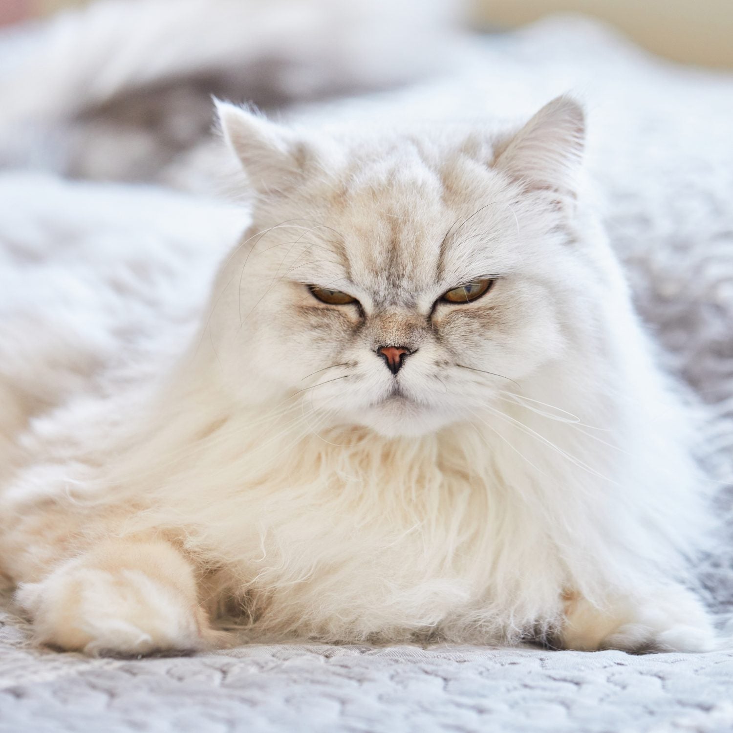 BRIT Care Grain-Free Haircare Healthy & Shiny Coat Kattfoder