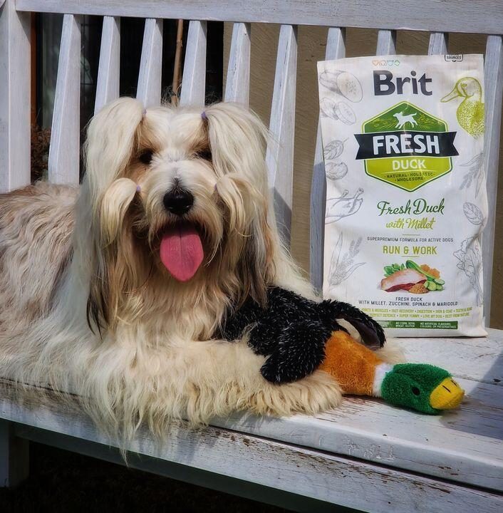 holistiskt hundfoder färsk anka hirs aktiv arbetande hund