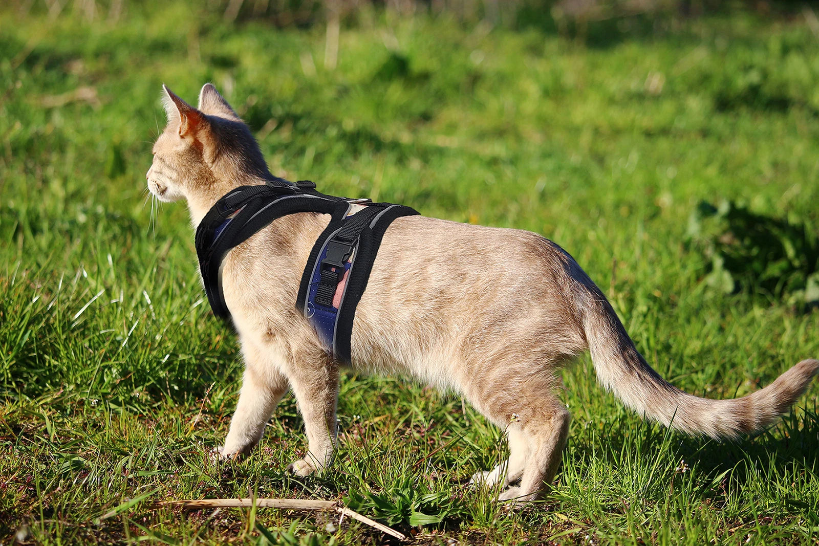 Lätt och Bekväm Kattsele med Koppel – Rymsäker med Reflex och Stötdämpning