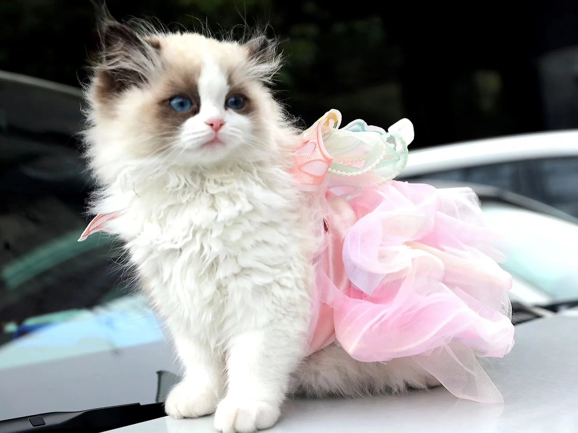 prinsessklänning hund katt söt fjäril och spetskjol