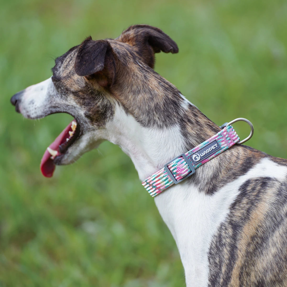 Matchande Koppel- och Halsbandsset - Reflekterande & Säkert för Promenader Året Runt