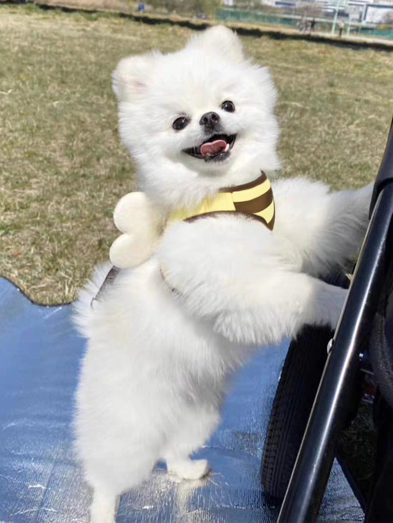 Sele och Koppelset – Step-in Sele i Mjuk Mesh med Snabbspänne och Anti-Drag