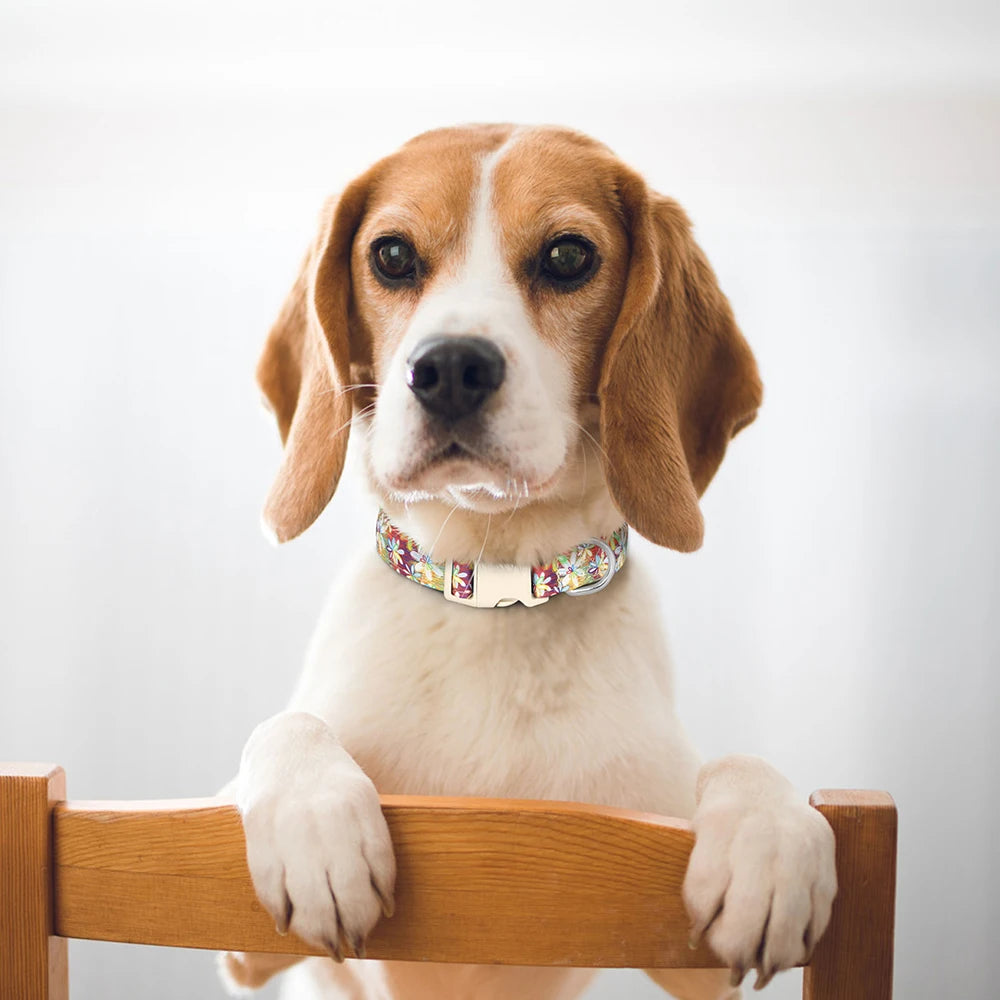 Hundhalsband i Nylon – Justerbart med Dekorativt Tryck