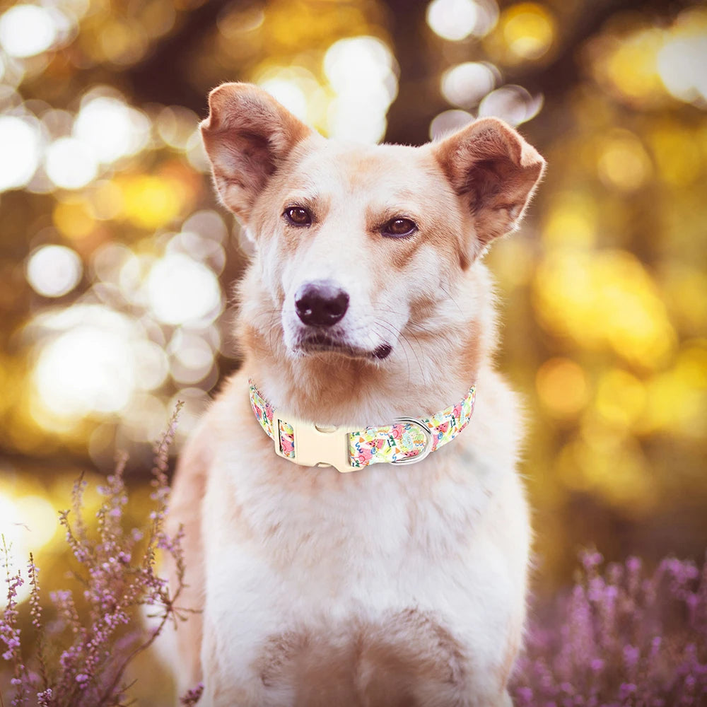 Hundhalsband i Nylon – Justerbart med Dekorativt Tryck
