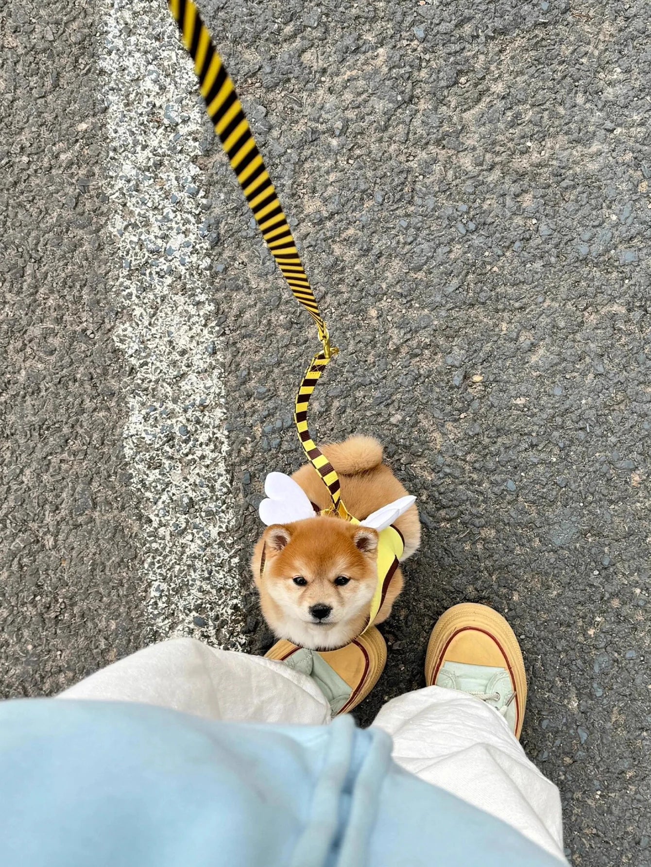 Sele och Koppelset – Step-in Sele i Mjuk Mesh med Snabbspänne och Anti-Drag