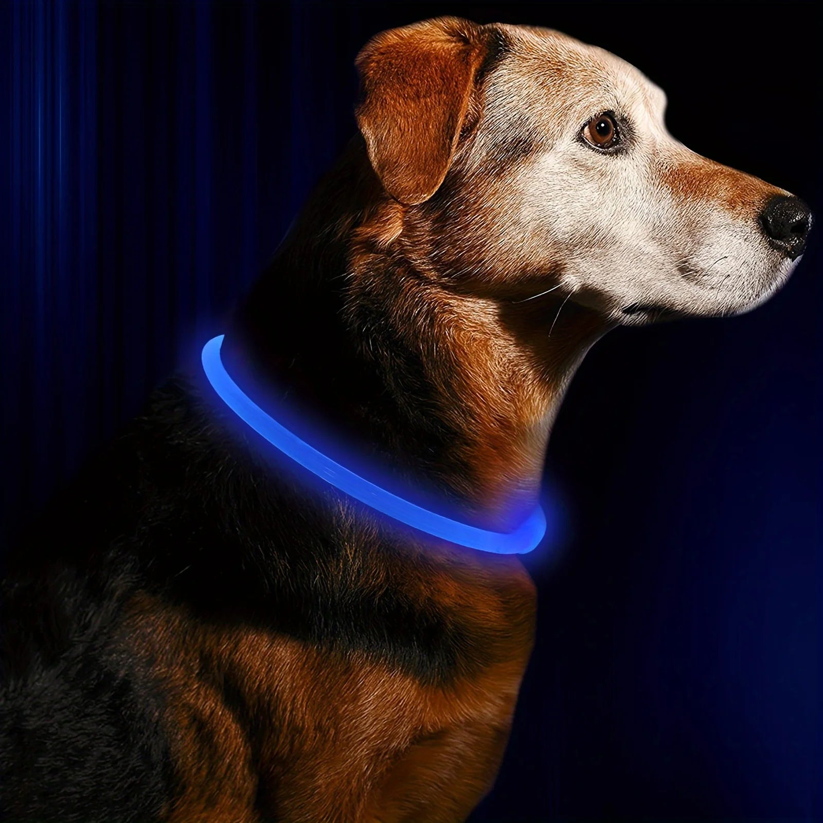 LED Hundhalsband med USB-laddning – Synlighet & Säkerhet i Mörker
