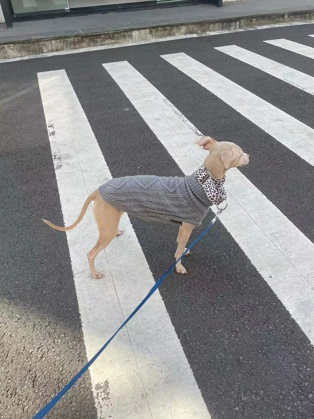 Justerbart Martingale Hundhalsband – Brett, Vadderat & Mönstrat i Bomull