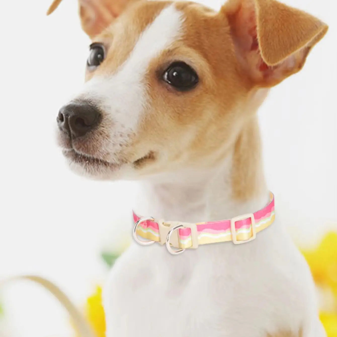 Justerbart Hundhalsband med Stil – Bekvämt för Daglig Användning