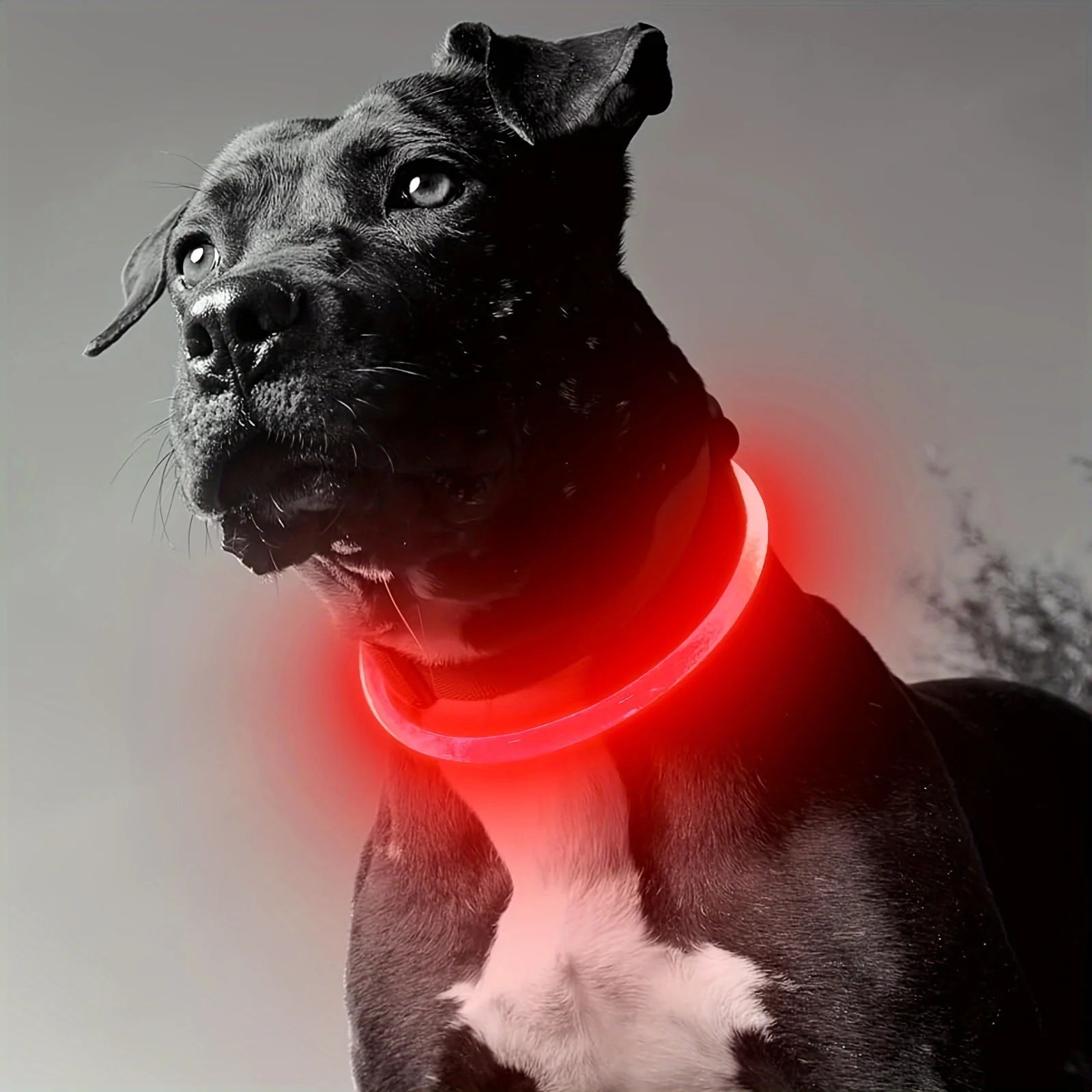LED Hundhalsband med USB-laddning – Synlighet & Säkerhet i Mörker