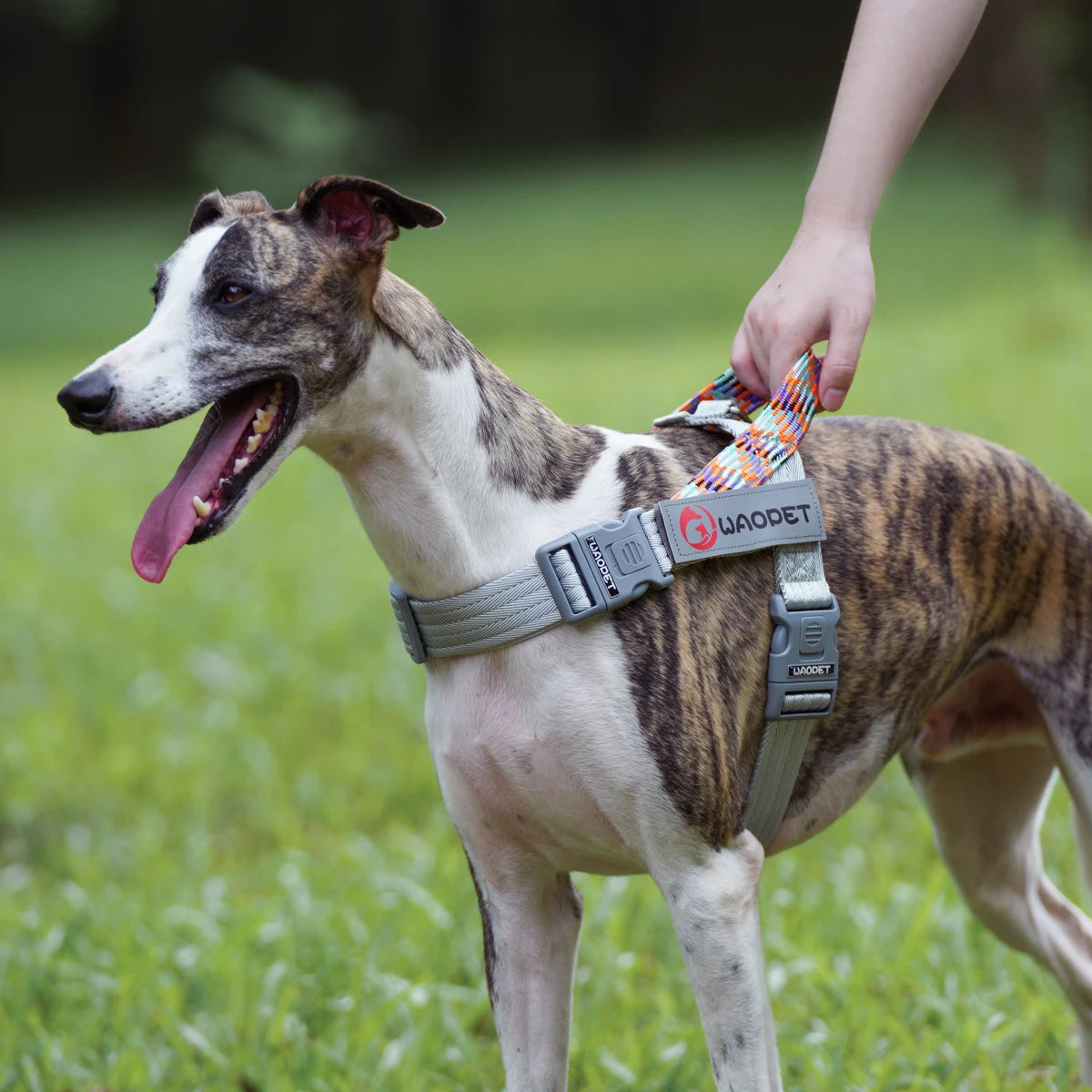 Reflekterande Hundsele i Slitstark Nylon – Jämnt Fördelat Tryck över Bröstet