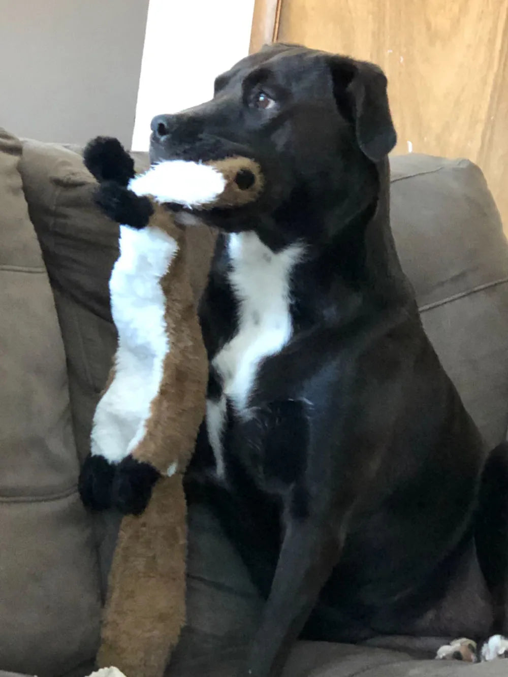 Tuggleksak Utan Fyllnad för Hund – Med Pipljud & Prassel i Slitstark Fleece