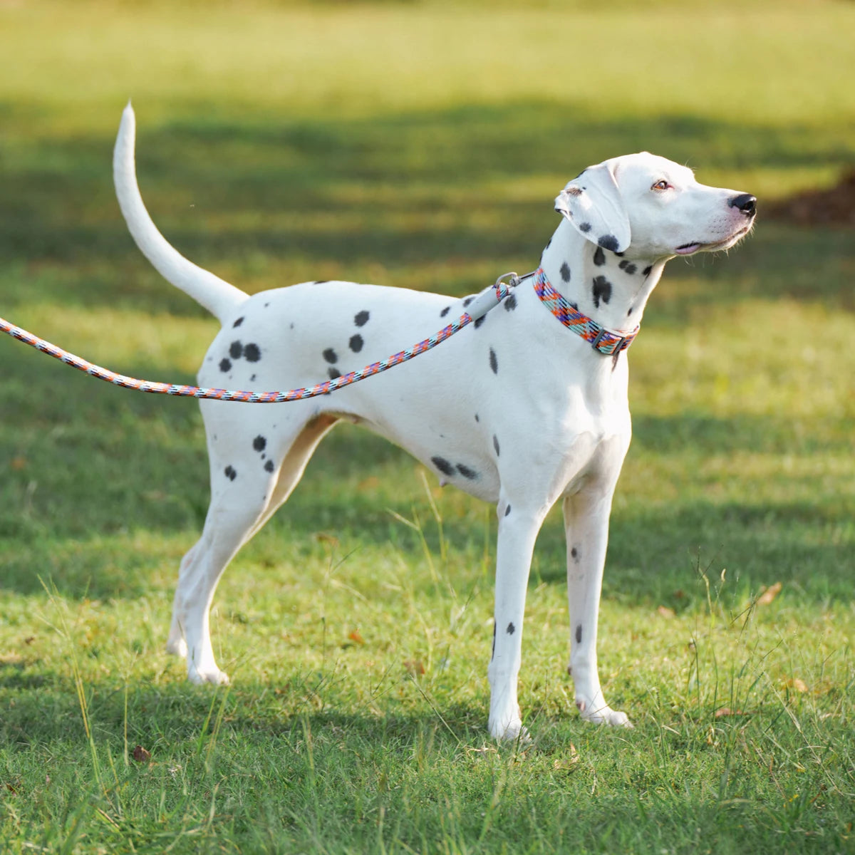 Matchande Koppel- och Halsbandsset - Reflekterande & Säkert för Promenader Året Runt