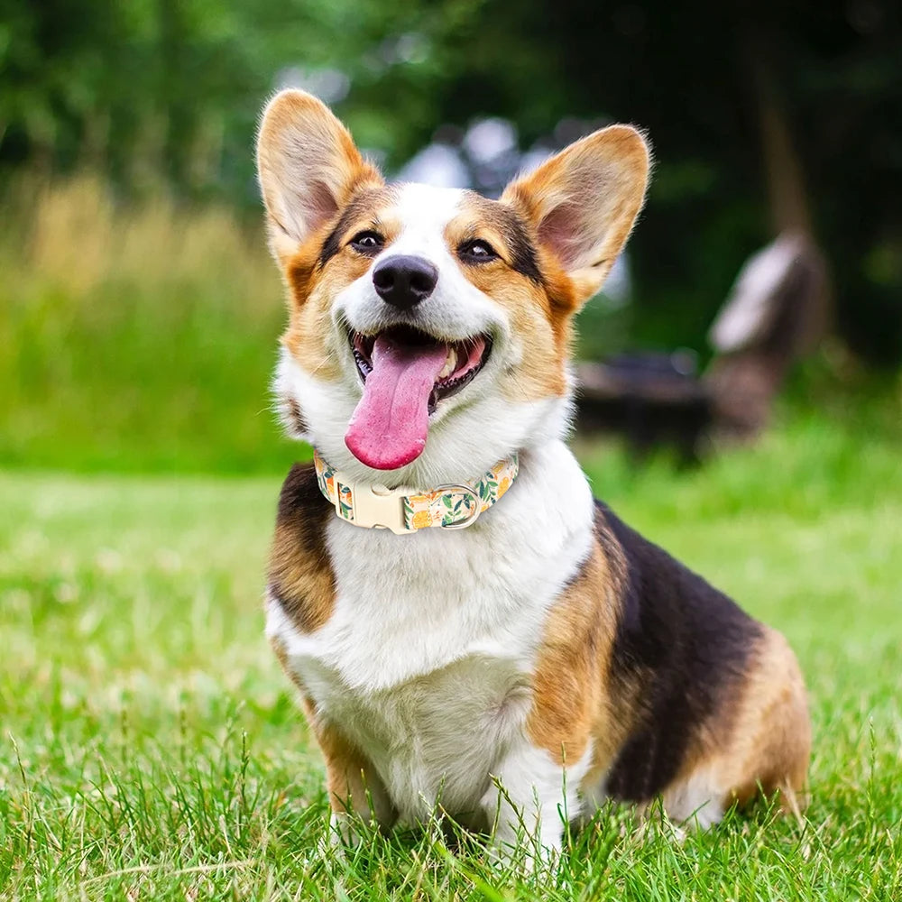 Hundhalsband i Nylon – Justerbart med Dekorativt Tryck