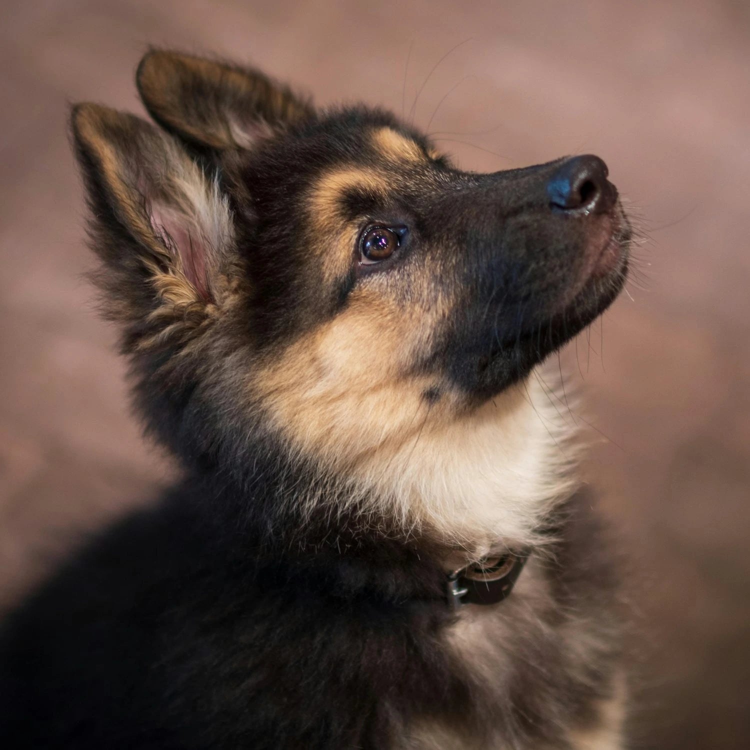 acana puppy large breed hundfoder näringsrikt valpfoder