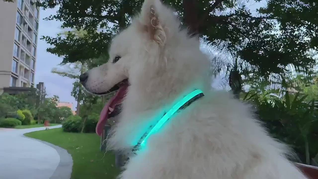 LED Hundhalsband med Appstyrning – Musikrytm, RGB-färger och USB-uppladdning