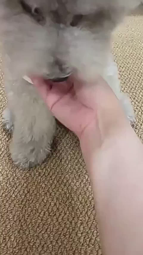 självrörlig interaktiv hundboll med intelligent rörelsemönster