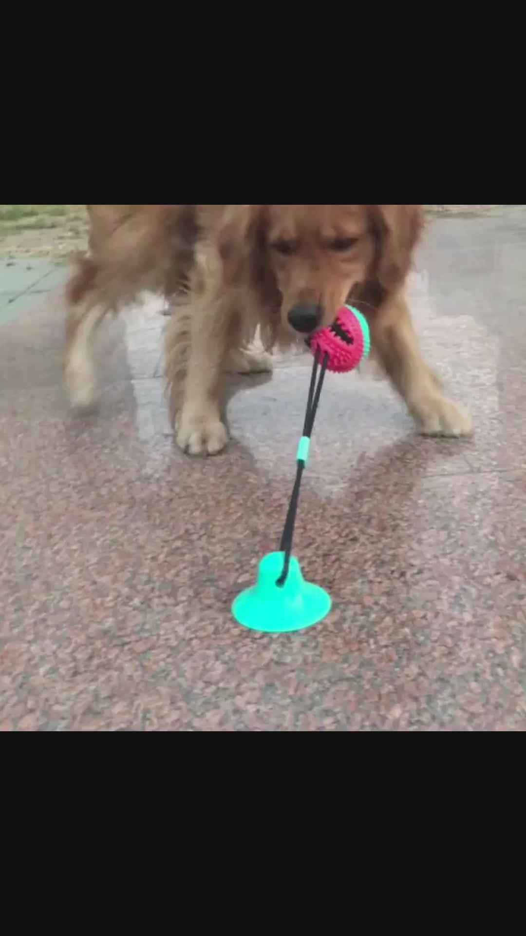 Tuggleksak med Sugpropp och Boll för Stora Hundar – Slitstark Slow Feeder