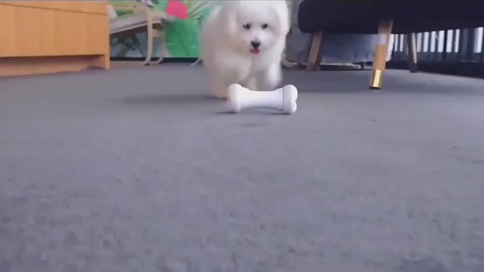 wickedbone interaktiv smart hundleksak appstyrd