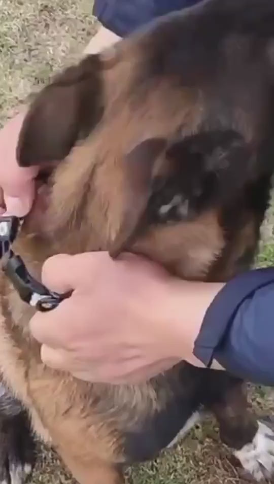 Boho Halsband med Koppel för Hundar och Katter – Justerbart och Slitstarkt Set i Trendig Design