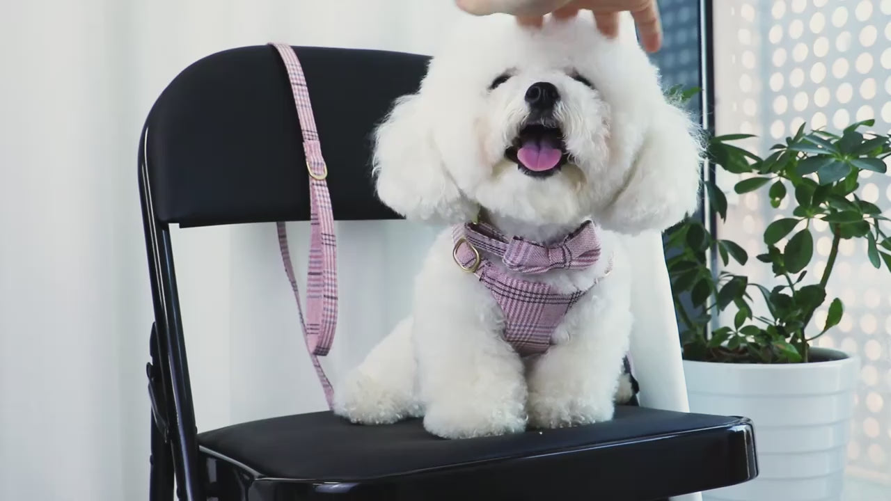 Hundsele med Rosett & Koppel – Justerbart & Mjukt Set för Små till Medelstora Hundar