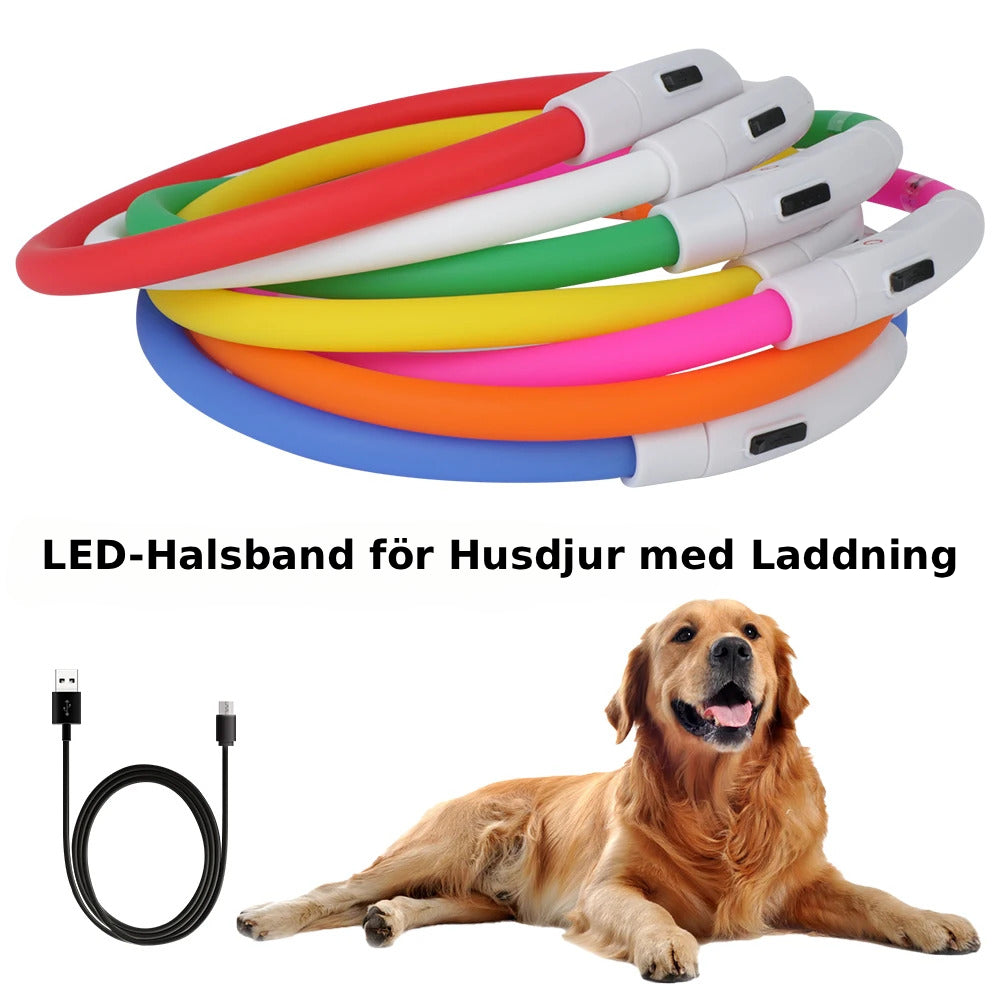 led hundhalsband usb laddning säkerhet synlighet mörker
