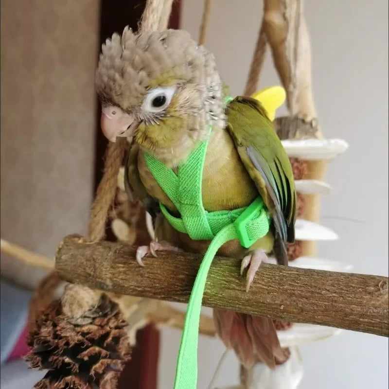 Justerbar Sele med Koppel för Papegojor och Småfåglar